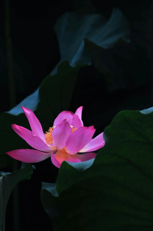 a lotus flower blooming on a leaf in front of a dark background