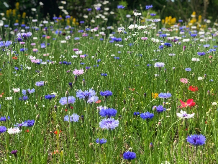 colorful flower field growing on top of green grass