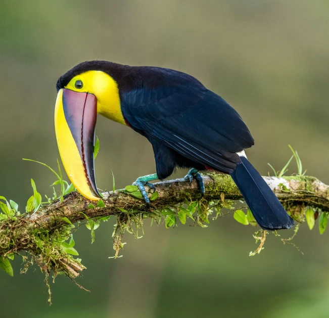 a black, yellow and pink bird is perched on a nch