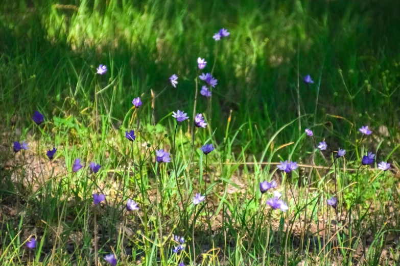 a field with blue flowers and some green grass