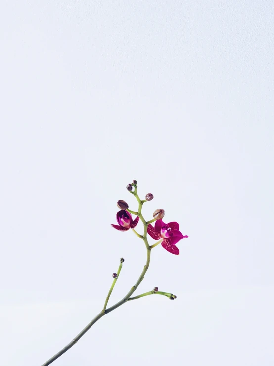 a single pink flower on a stem against a white background