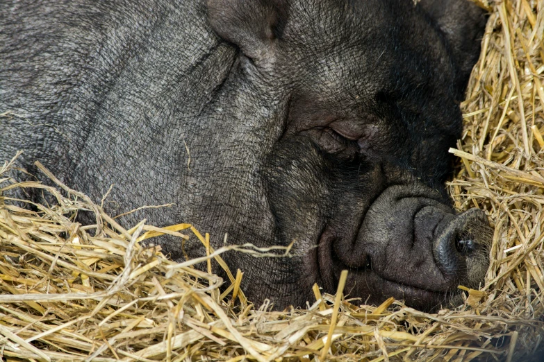 a small pig lying in hay near another hog