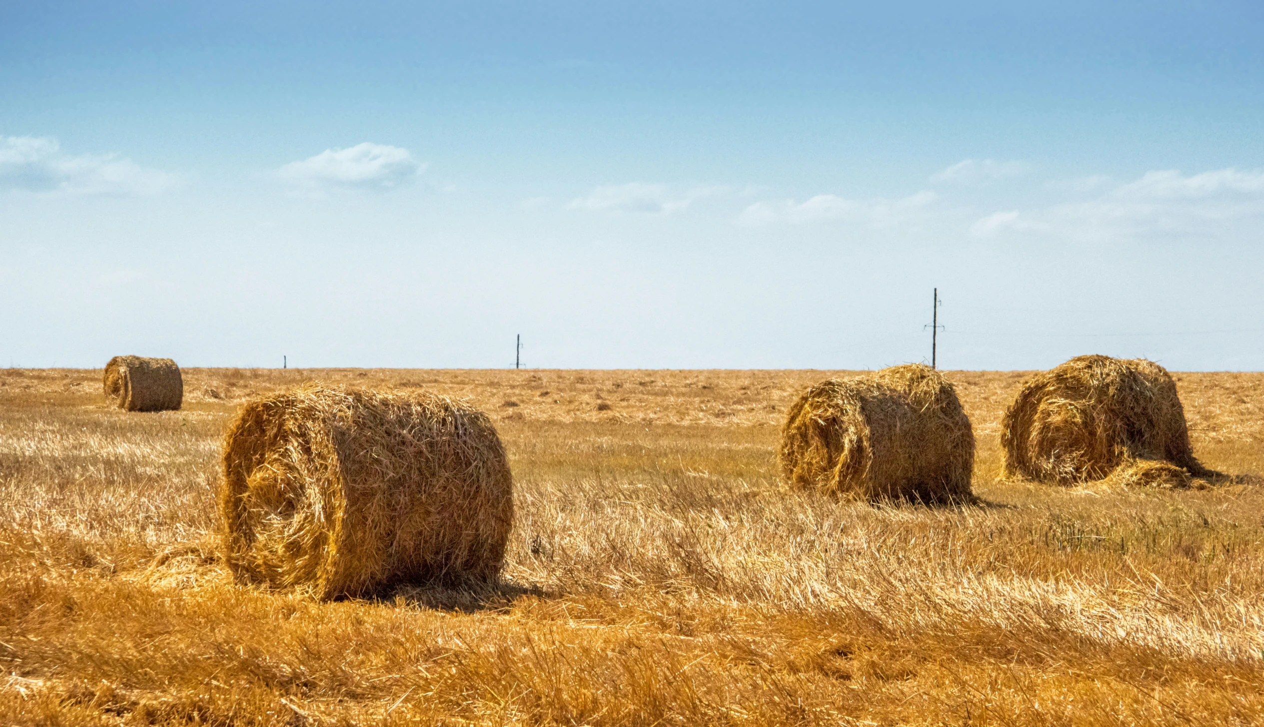 the straw balls are placed in a golden field