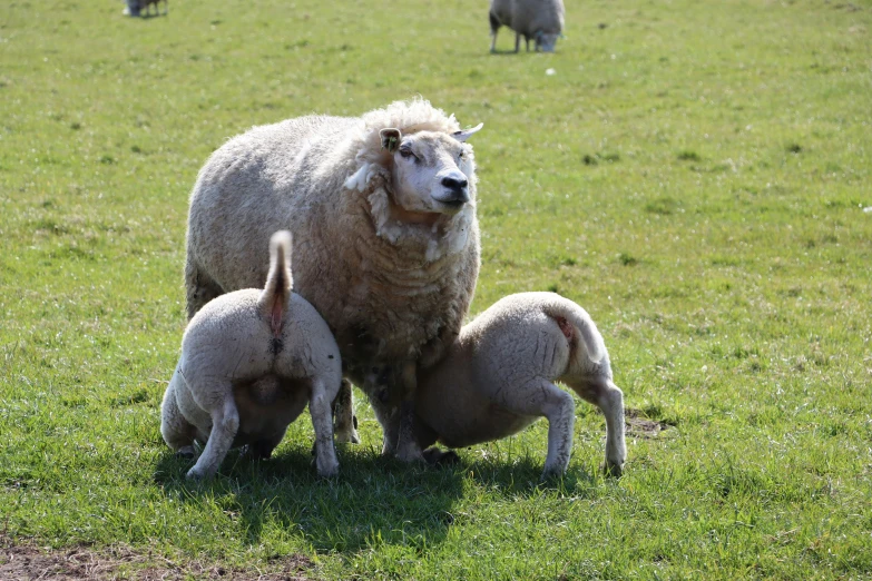 a couple of sheep are sitting in the grass