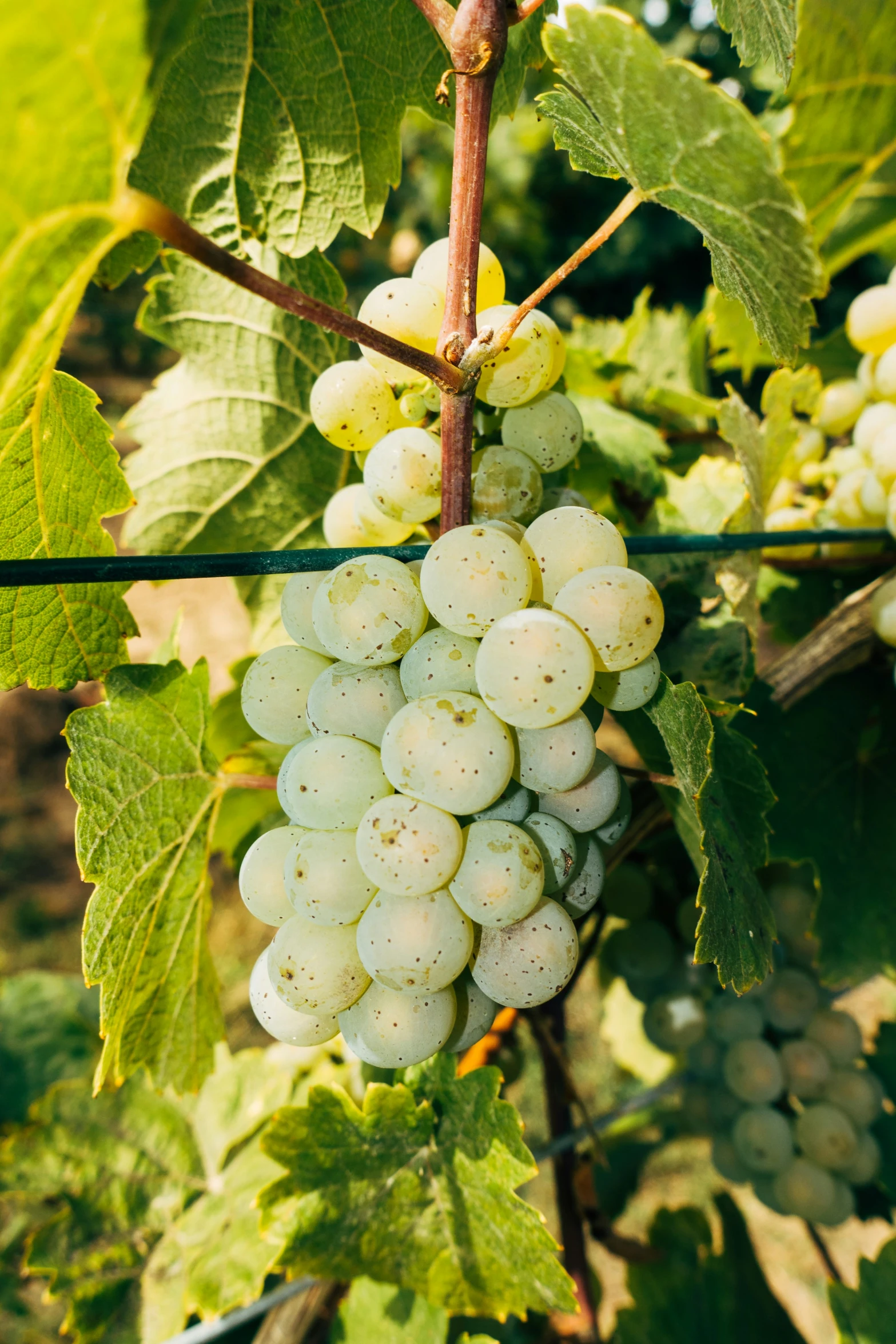 several green gs are growing on a vine