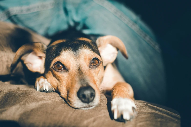 a dog laying on the person's legs with his eyes open