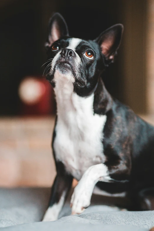 a small dog sitting on top of a gray blanket