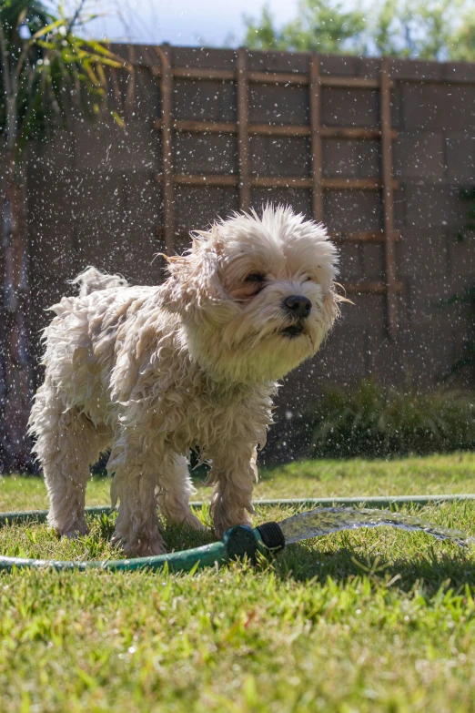 a small white dog is standing outside on the grass