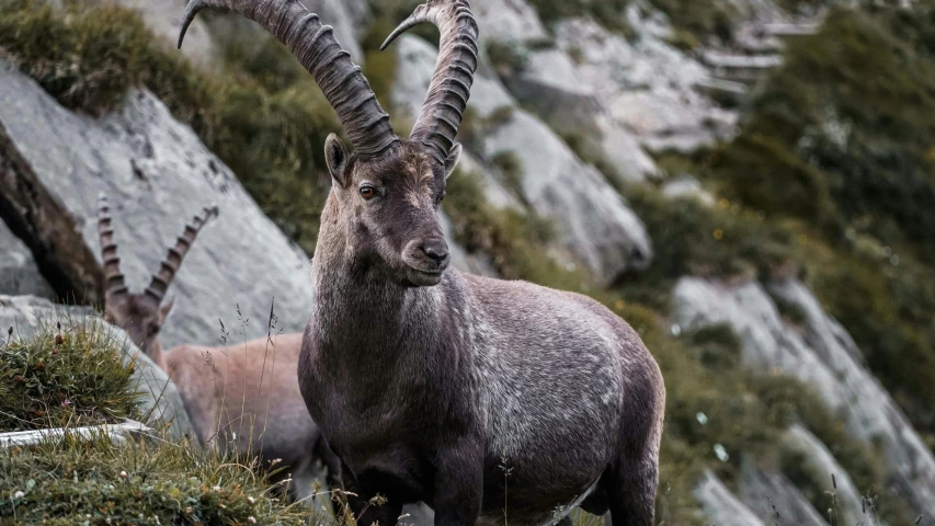 a ram with long horns standing in front of rocks