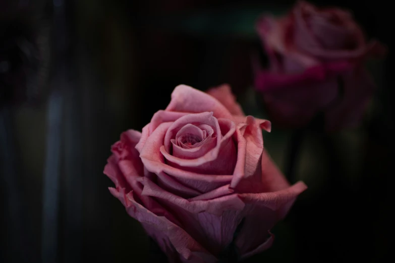 a pink flower that has a single rose on it