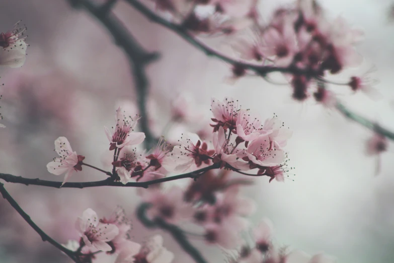 a bunch of pink flowers are blooming on a tree