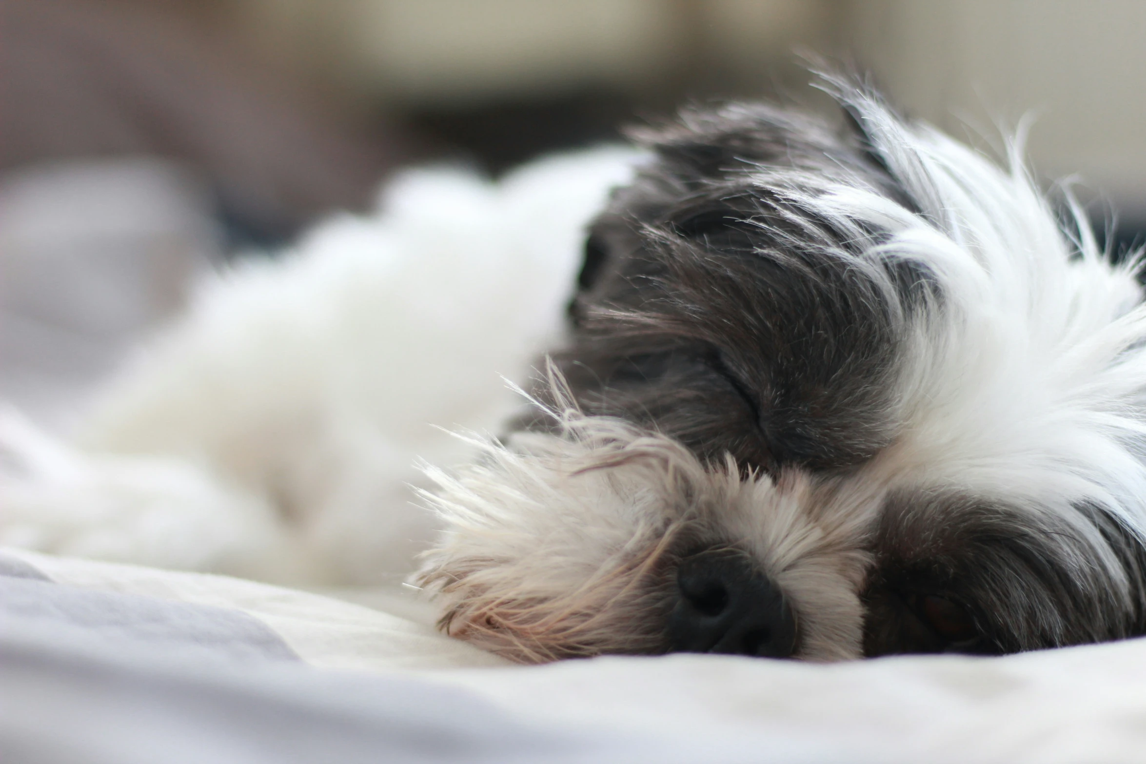 small dog sleeping on a blanket with his head resting on the pillows