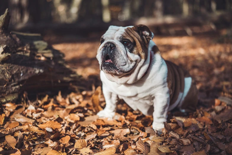 a bulldog sits on the leaves looking at the camera