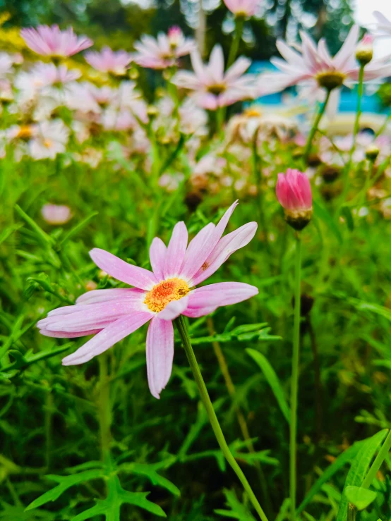 a very pretty pink flower sitting in the middle of a field