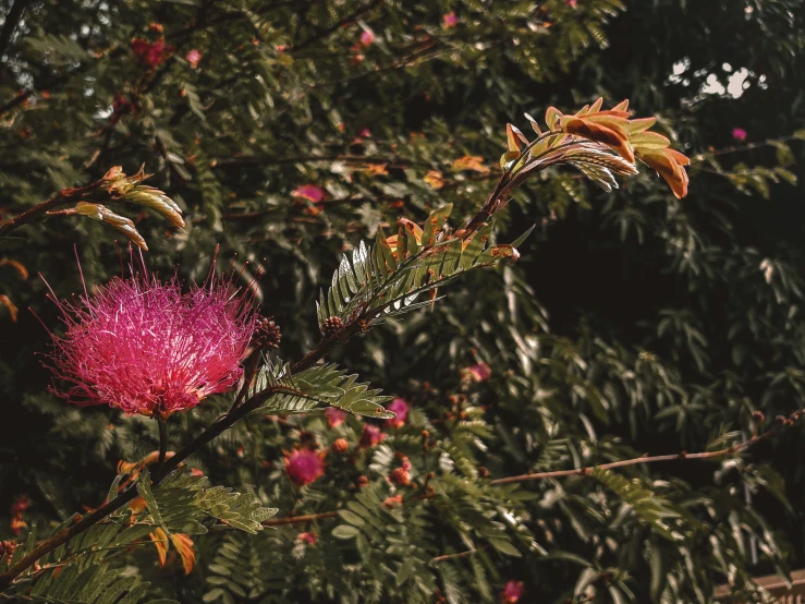 a flowering pink flower sitting on top of a leaf covered tree