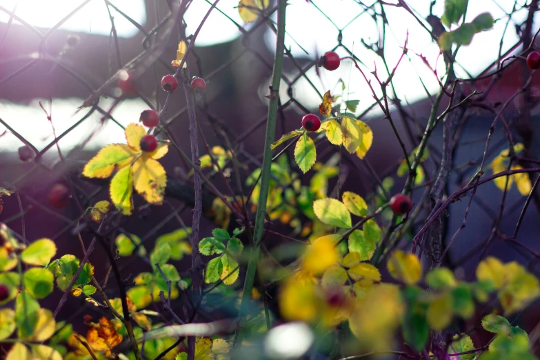 a bunch of green leaves on a bush