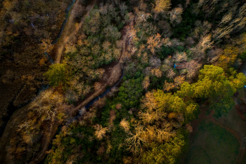 the aerial view of several trees on land with green grass and dirt in front of them