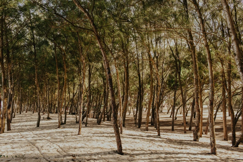 many trees lined up along the trail, and one bench on the ground