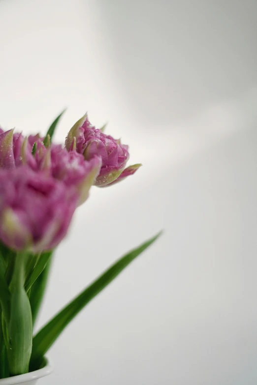 a close up view of a pink flower with many petals