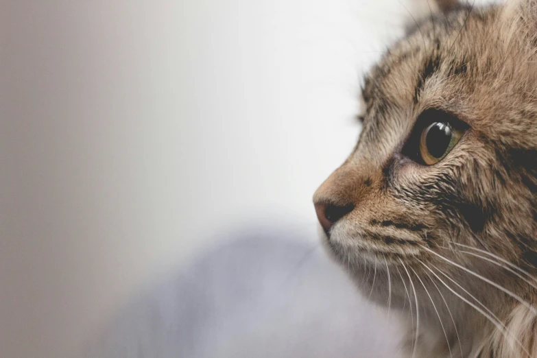 a cat with a big whisk on its face