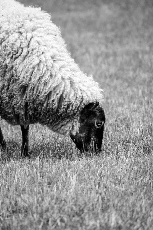 a close up of a sheep in the grass