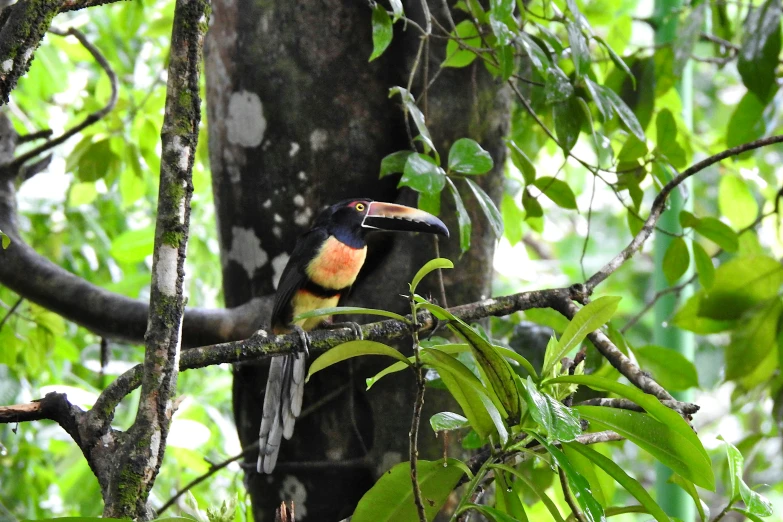 a very cute colorful bird in a tree