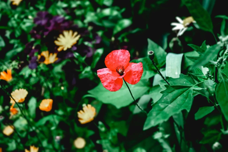 a red and yellow flower is in between some green leaves