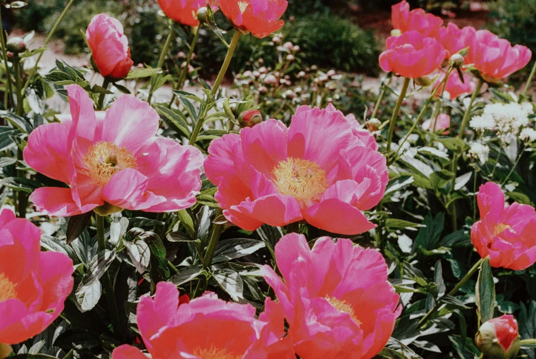 a garden filled with lots of pink flowers