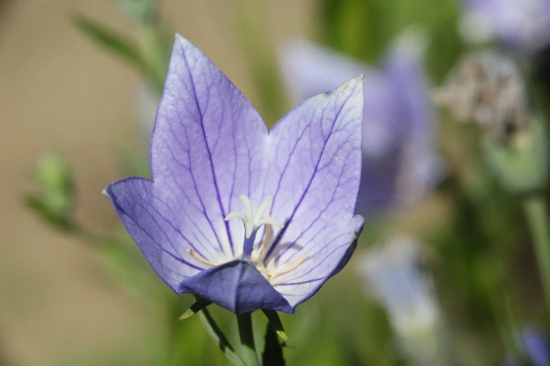 a blue flower is in a field