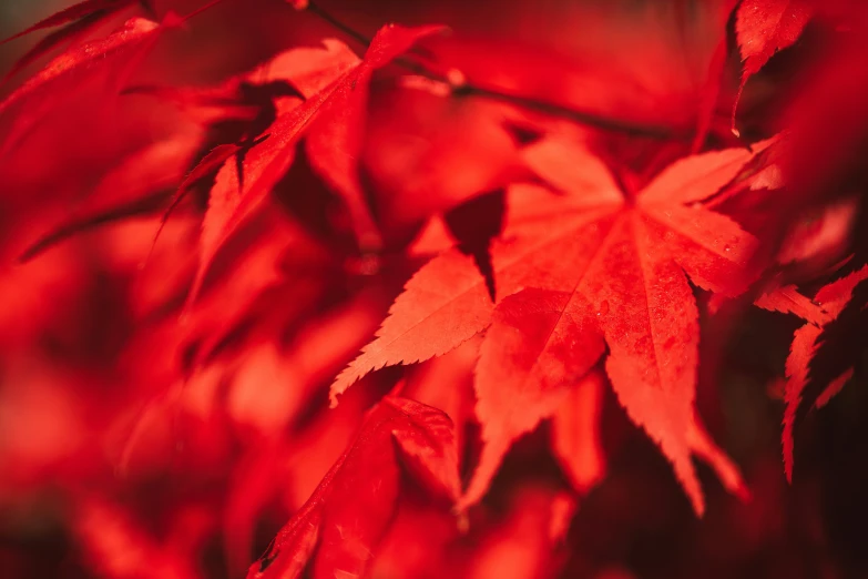 red leaves with water droplets hanging from them