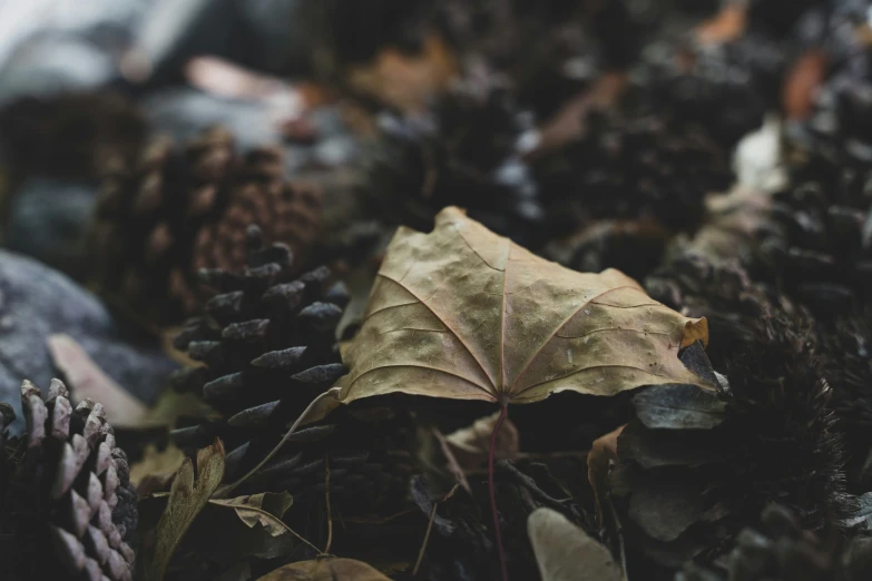 a plant that has some leaves growing out of it