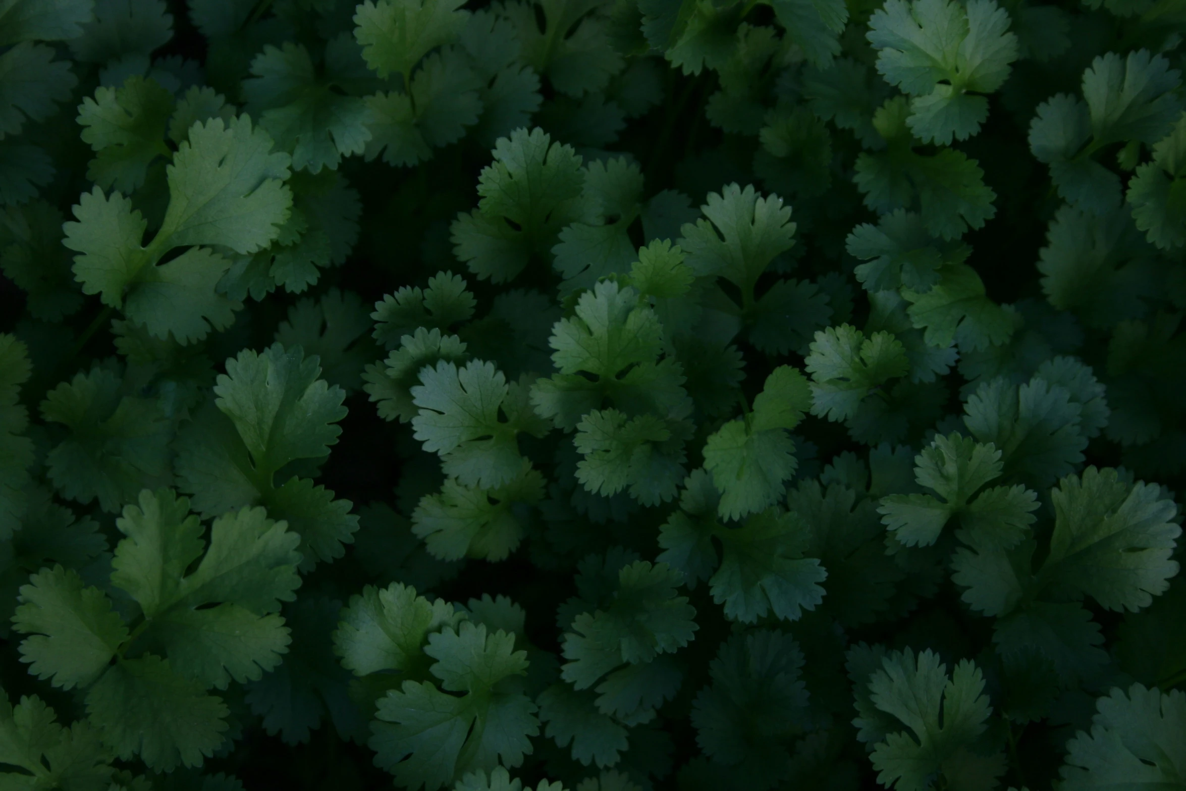 an image of a large group of green plants