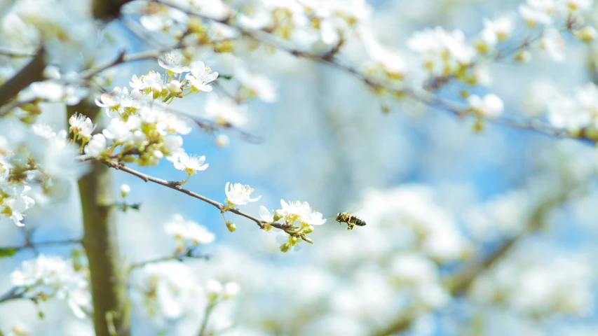 a tree with a white flower and a bum