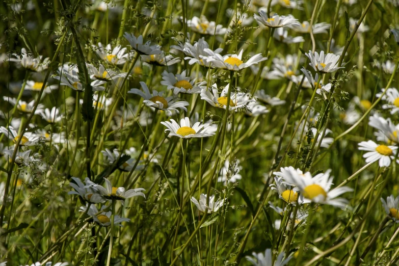 wild daisies grow in an outdoor setting