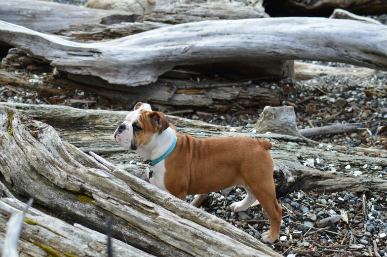 an orange and white dog in front of a pile of logs