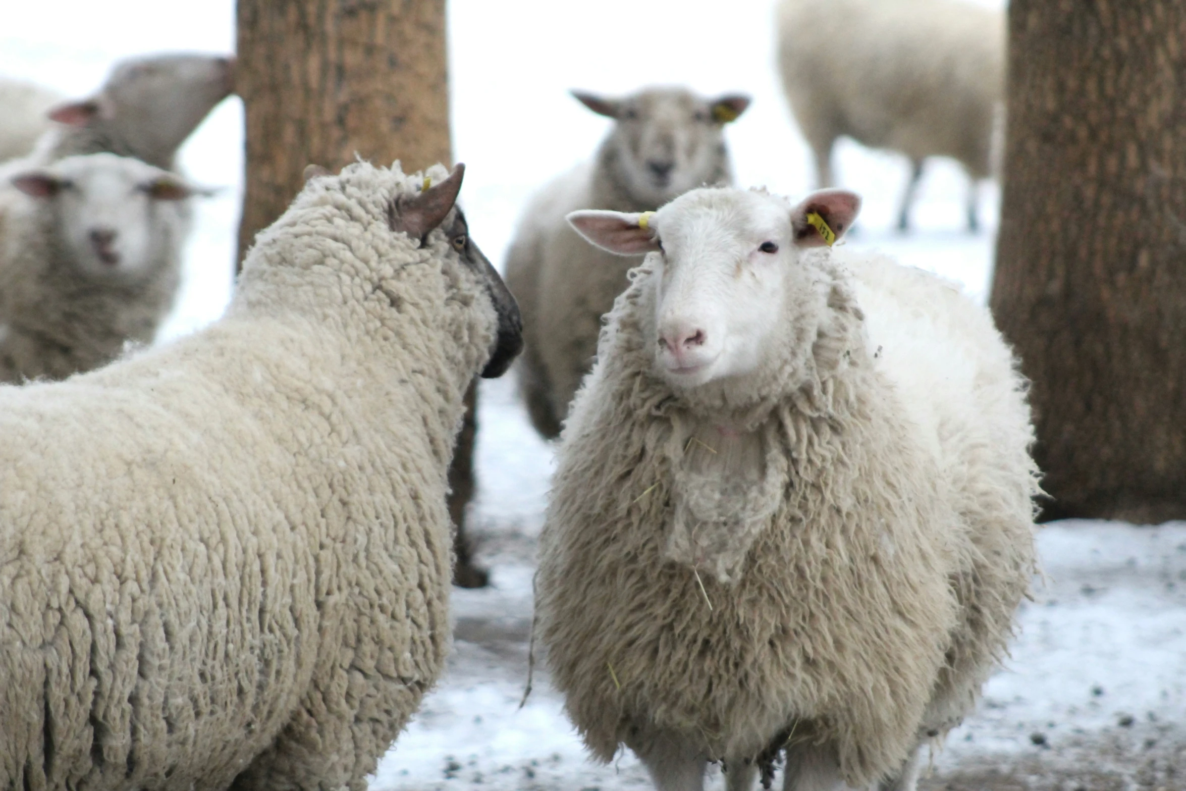 a herd of sheep standing next to each other