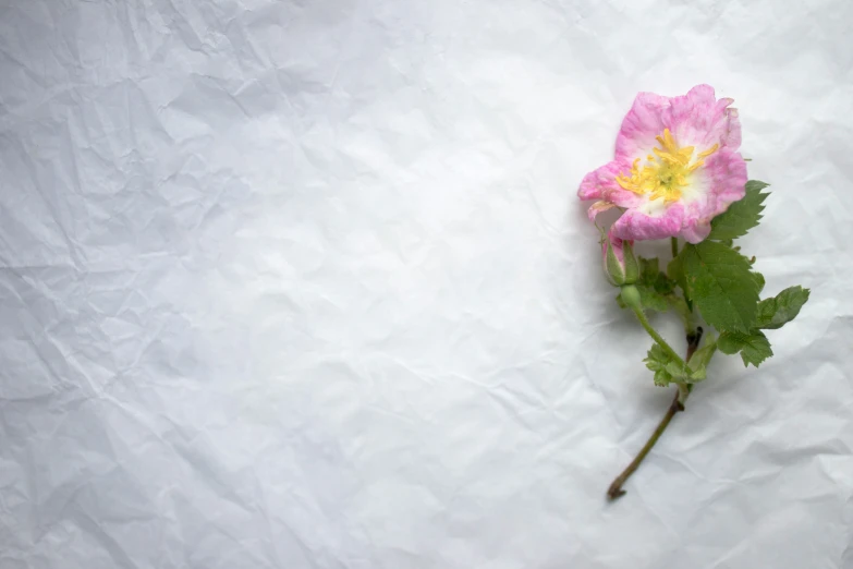 pink and yellow flower laying on white paper