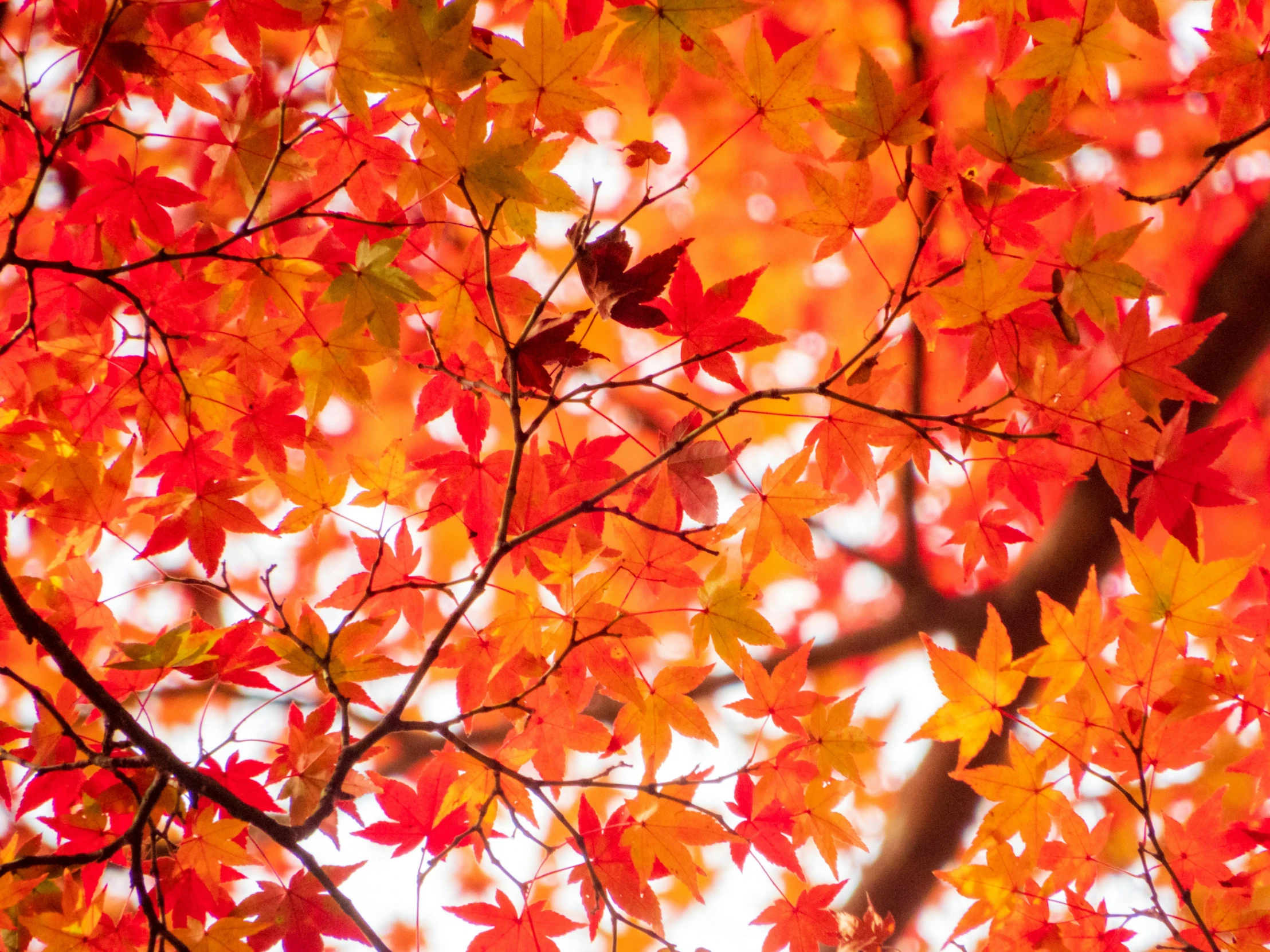 a close up of a tree with many leaves