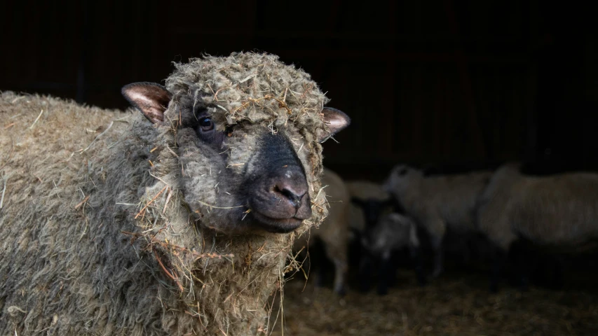 a sheep is standing in hay in a barn