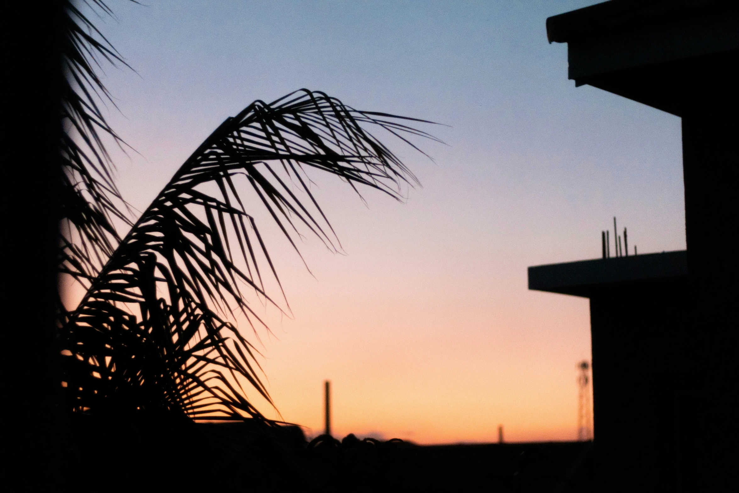 a silhouette of the sky during the daytime with a silhouette of a palm leaf