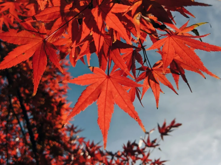 a close - up of a tree that is red with some green leaves