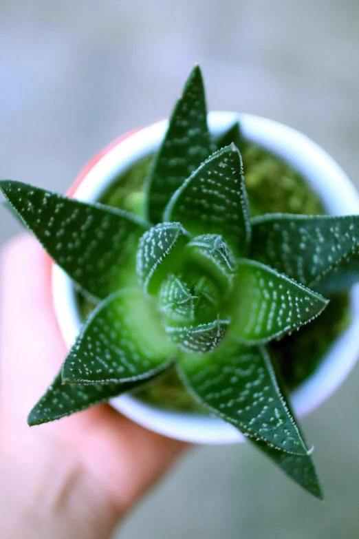 the small plant is in the pot and has two leaves