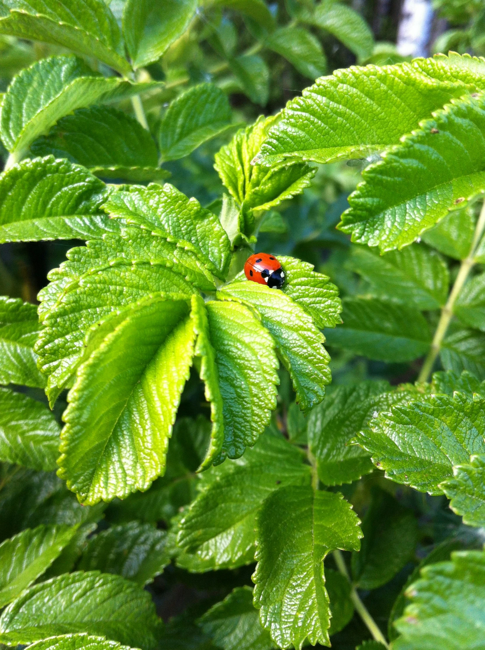 a lady bug on top of leaves that are green