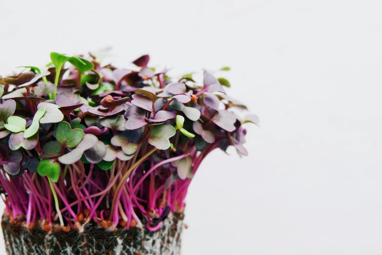 plants grow inside of a vase with dirt