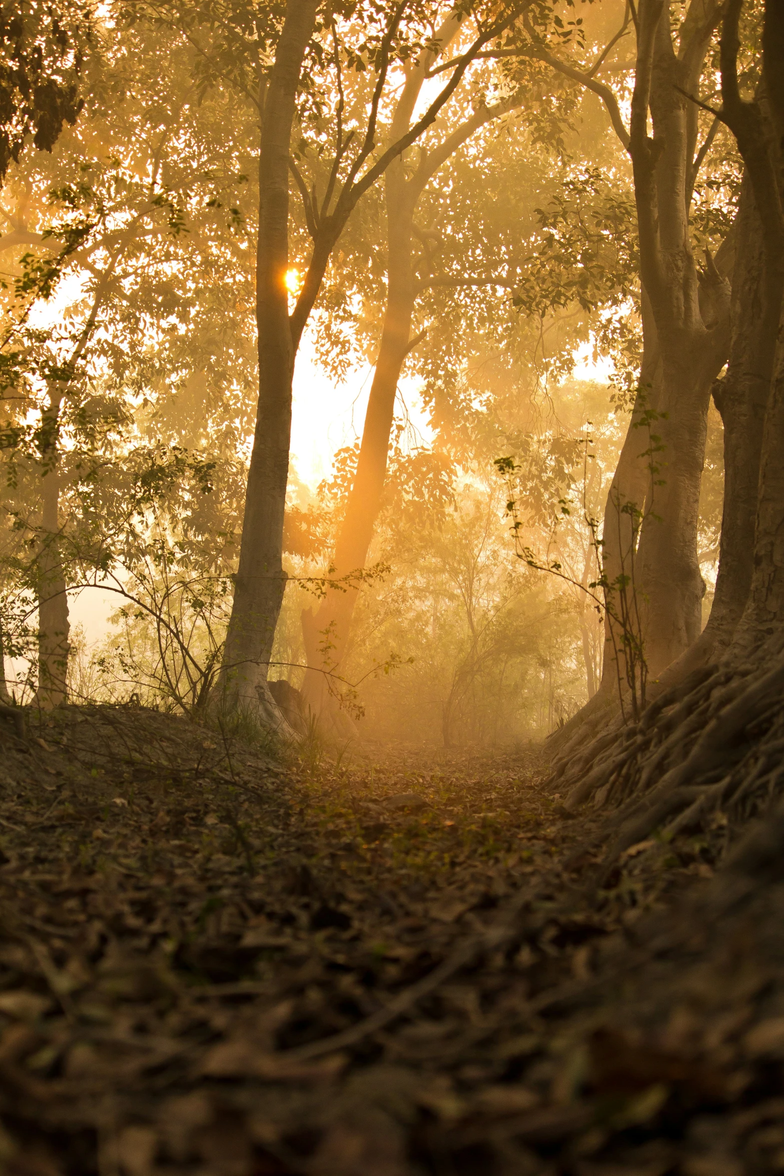 sunlight breaks through the trees in the forest