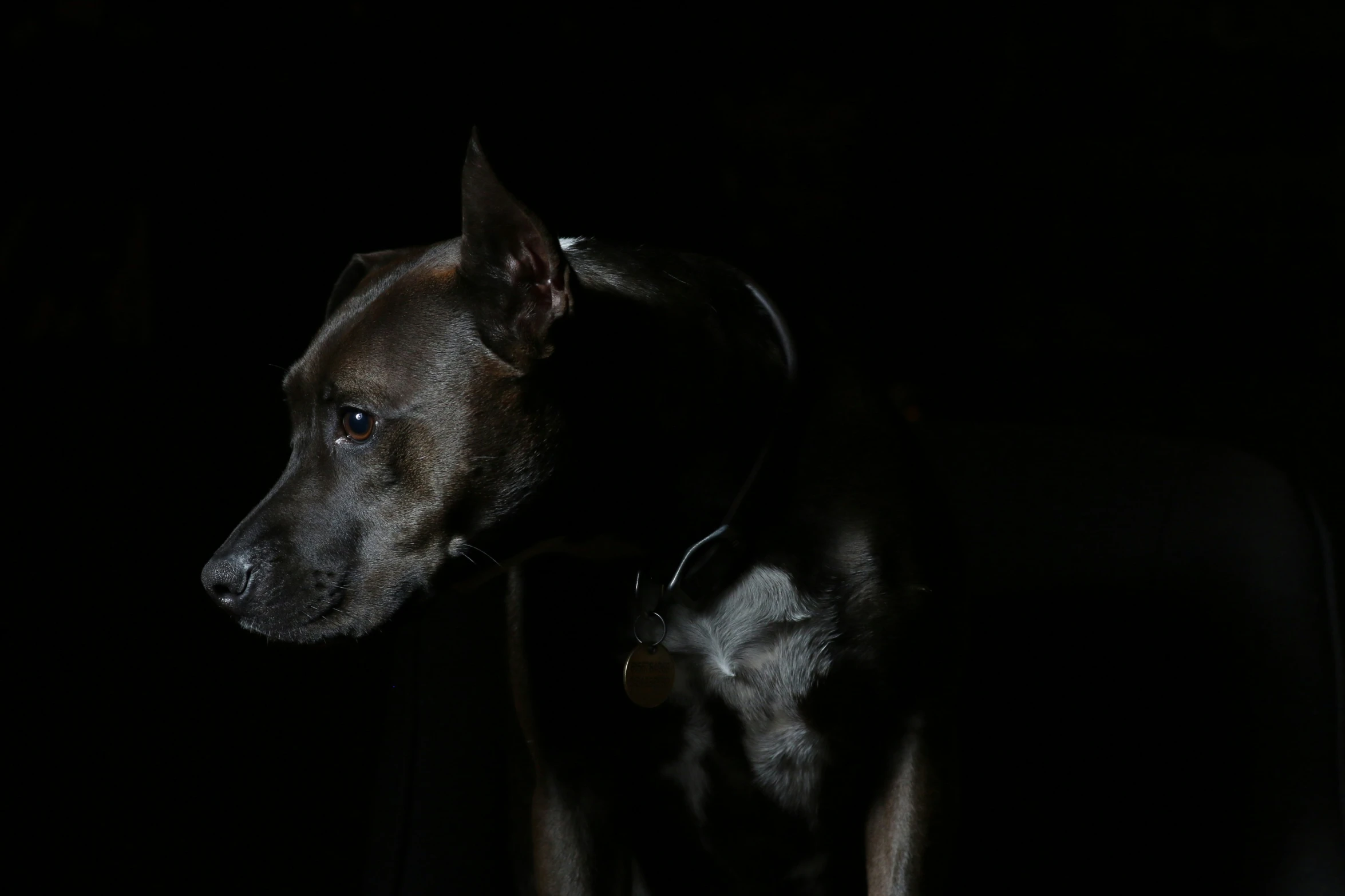 a black dog standing on a black floor with it's nose in the air