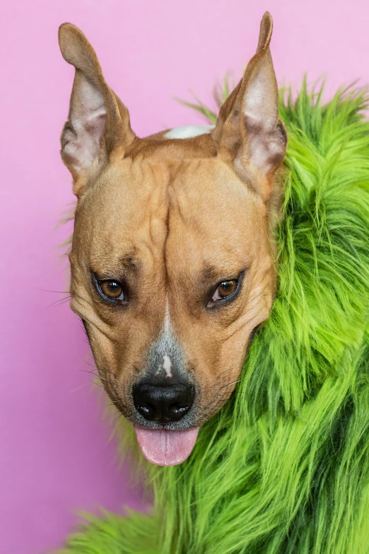 a dog in a furry green jacket