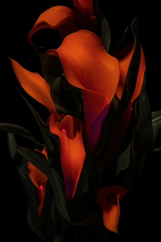 a black and orange flower on a black background