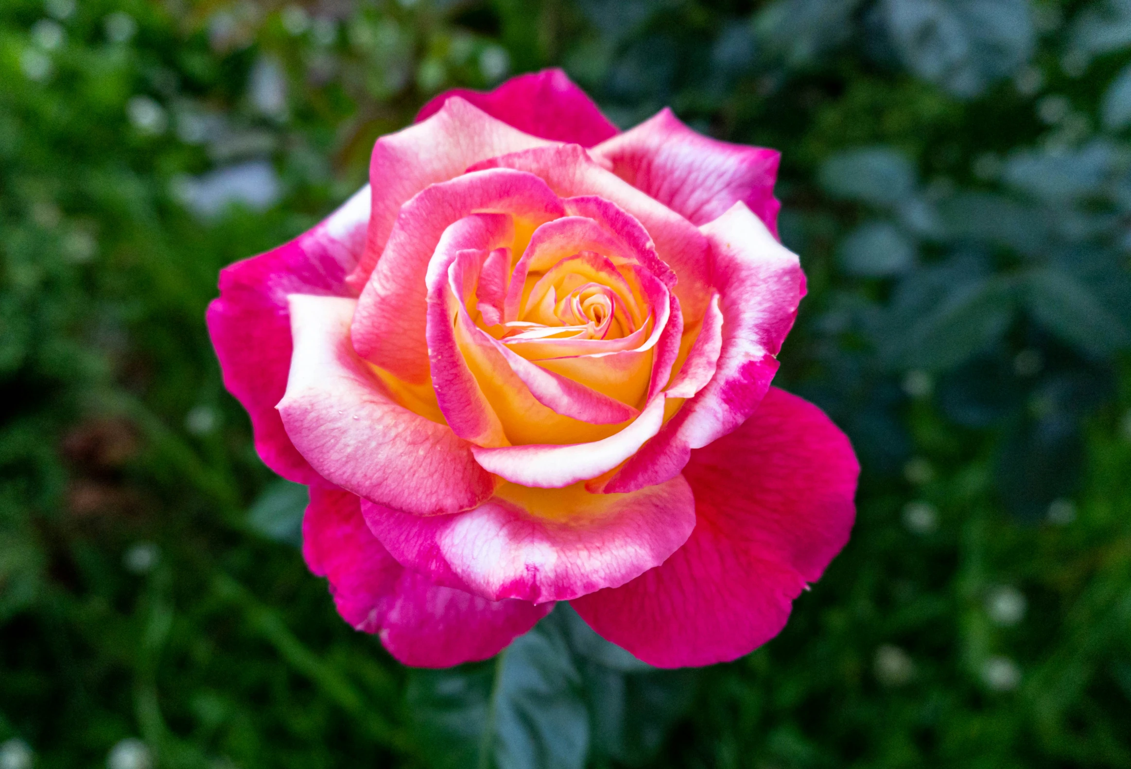 an orange and pink rose with a bush behind it