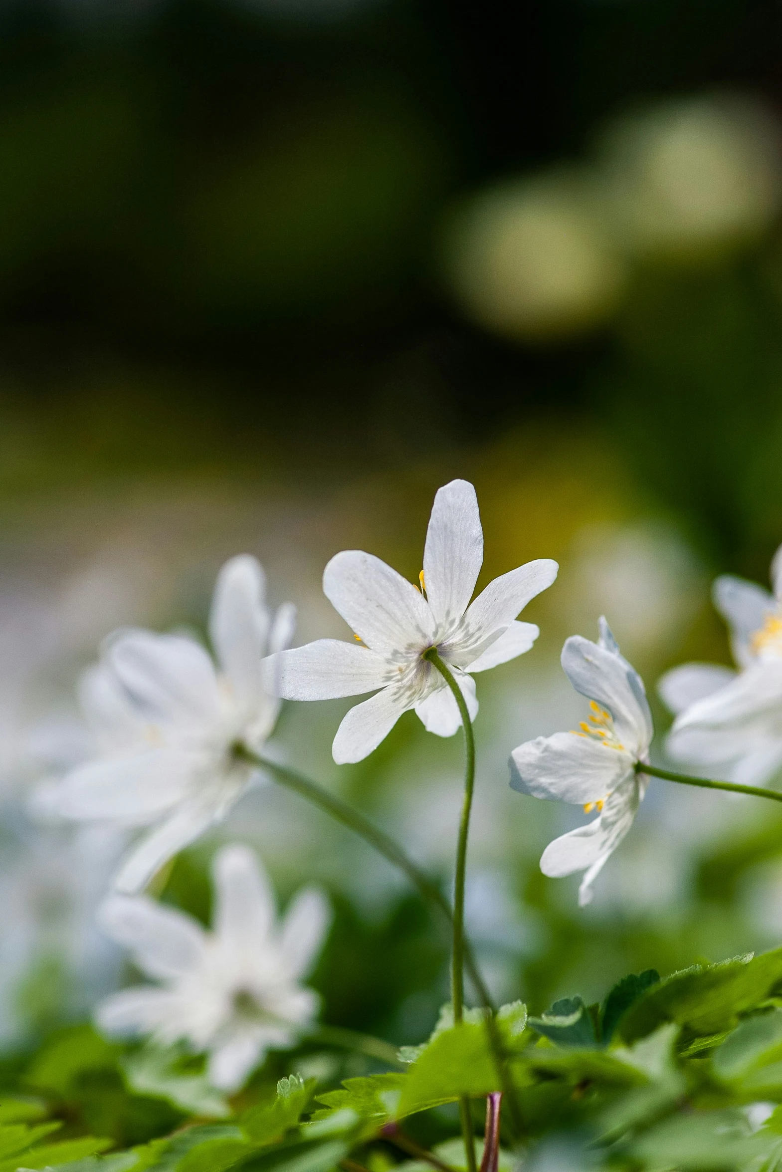 a group of flowers that are sitting on the ground